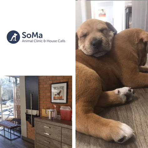 soma animal hospital|Iba pa.
